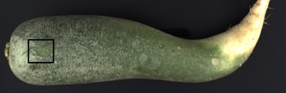 基于机器视觉的茎菜外观智能检测技术研发